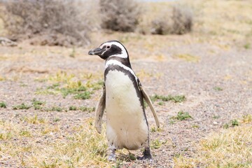 Magellanic penguin in its natural habitat