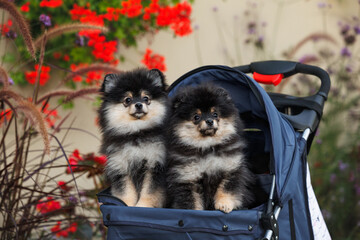 two miniature spitz puppies in a pet stroller