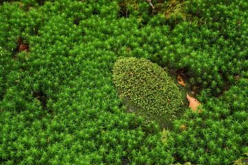 苔の森