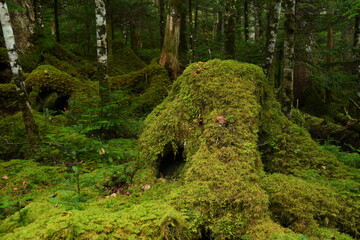 苔の森