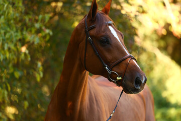 Obraz premium Horse grazing and walking around the ranch.