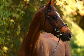 Obraz premium Horse grazing and walking around the ranch.
