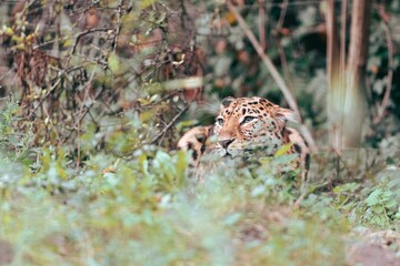 Leopard camouflaged in dense foliage