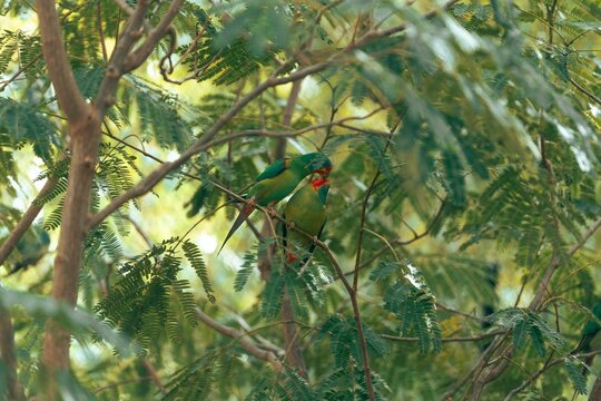 Vibrant green parrots in a tropical forest.