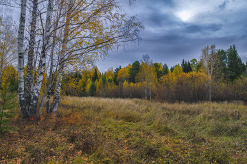 Bright Autumn landscape meadow and forest in the background against the backdrop of a beautiful blue sky and white clouds.