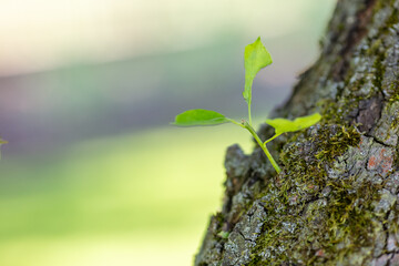 Young Green Sapling Growing on Tree Trunk with Moss in Sunlit Forest - Nature and New Beginnings Concept