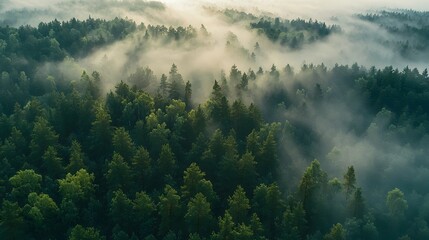 Fototapeta premium aerial view of a misty forest landscape with dense green trees and foggy clouds