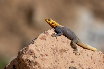 Agama agama (Agama agama), sunbathing on a stone