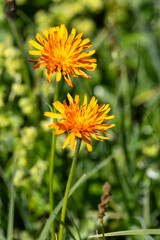 Naklejka premium Macrophotographie de fleur sauvage - Crépide dorée - Crepis aurea