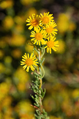 Macrophotographie de fleur sauvage - Inule fausse criste - Limbarda crithmoides