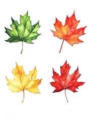 Fototapeta premium Vibrant Watercolor Maple Leaves in Changing Seasons Isolated on White Background