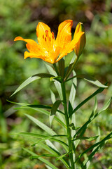 Macrophotographie de fleur sauvage - Lis orangé - Lilium  bulbiferum © panosud360