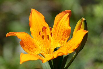 Macrophotographie de fleur sauvage - Lis orangé - Lilium  bulbiferum
