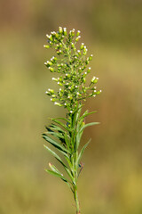 Macrophotographie de fleur sauvage - Vergerette de Sumatra - Erigeron sumatrensis