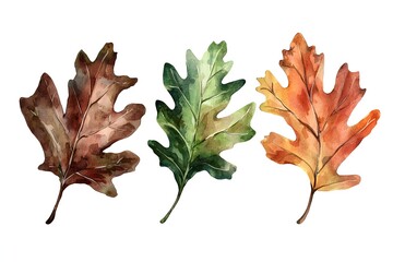 Fototapeta premium A Watercolor Oak Leaf Set in Earthy Tones of Brown Orange and Green Symbolizing Strength and Resilience Isolated on a White Background