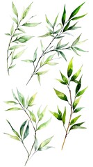 Obraz premium Minimalist Watercolor Bamboo Leaves on White Background Botanical Nature Study