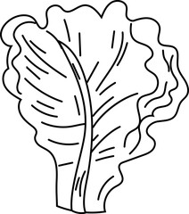 Lettuce black and white on white background. Vector illustration.