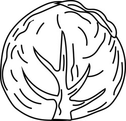 Cabbage black and white on white background. Vector illustration.