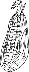 Corn black and white on white background. Vector illustration.