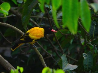 In the Heart of Green A Yellow Bird's Retreat
