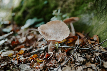 Mushroom in the forest