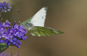 close-up of a Pieris rapae, white butterfly on purple flowers, white butterfly on a lilac flower, hair of the cabbage white butterfly 
