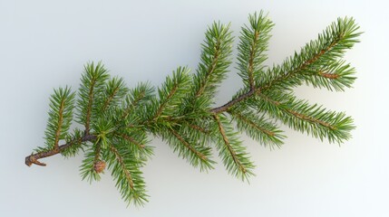 Obraz premium A Branch of Pine