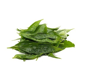 Closeup of Green Chiretta or Andrographis Paniculata Leaves with Copy Space Isolated on White Background, Also Known as Kalmegh, Uses Ayurvedic Herbal Medicine