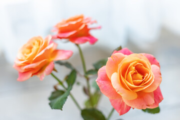 Three orange and pink roses