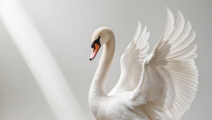Fototapeta premium A white swan stands gracefully on its hind legs with wings extended and head turned to the side.