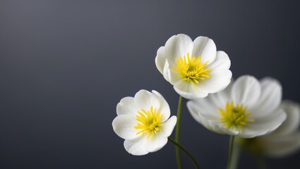 Delicate White Flowers with Yellow Centers on a Black Background.