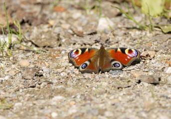 Peacock butterfly in the sunshine, butterfly with spread wings, peacock butterfly on the gravel, colourful butterfly