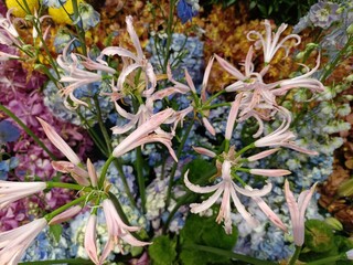 Fototapeta premium The Pale Pink Nerine is an elegant flower with delicate, ribbon-like petals in soft pink hues. A symbol of beauty and grace, it’s perfect for gardens, bouquets, or as a standout ornamental plant.