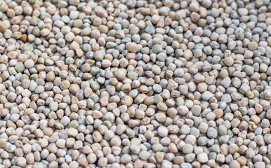 Closeup of Grass Pea or Chickling Pea Seed Background in Horizontal Orientation, Also Known as Indian Pea, Lathyrus Sativus, Cicerchia, Blue Sweet Pea, Chickling Vetch or White Pea