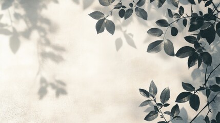 Overlay effect on a white wall featuring gray shadows of wild rose leaves and flowers Abstract neutral nature theme with a blurred background and space for text