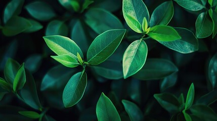 Fototapeta premium Beautiful Green Plant