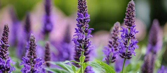 Obraz premium Purple Flower Color In The Garden