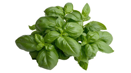 Fresh basil leaves isolated on black background for culinary and health use - transparent background png