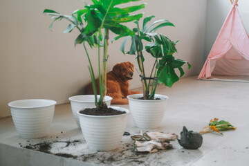 Medium shot of a terrace where indoor plants Monstera are being replanted into new pots, mess, soil is scattered on the floor. A golden retriever dog is lying in the background. Hobby for gardening