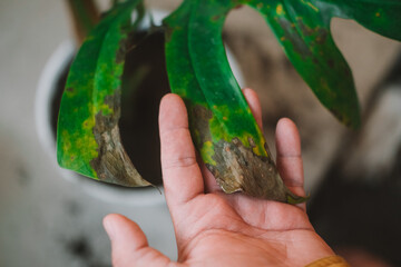 Close-up of a man hand examining a sick houseplant, Monstera. The leaves have brown spots, there...