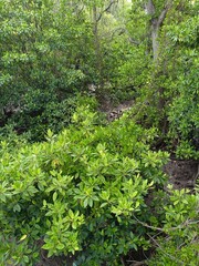 A collection of fresh, green bamboo stalks arranged closely together, showcasing their natural, sleek appearance. 