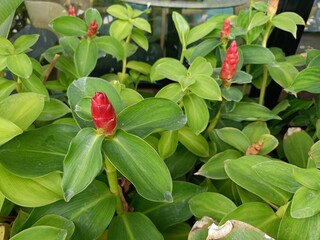 Indian Head Ginger, also known as Zingiber zerumbet, is a unique and aromatic plant in the ginger family. 