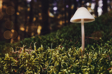 Moody - Pilz - Leuchten - Moos - Glühen - Weiß - Natur - Landschaft - Konzept - Close Up - Makro...