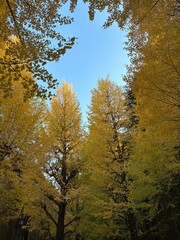 autumn in the forest
