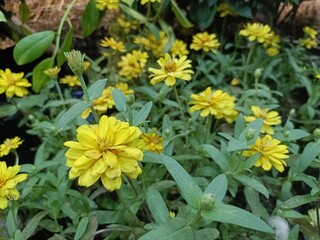 This vibrant image showcases beautiful zinnia flowers, known for their bright and cheerful colors
