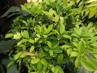 A collection of fresh, green bamboo stalks arranged closely together, showcasing their natural, sleek appearance. 