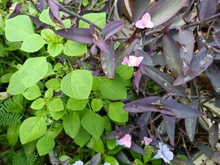 A collection of fresh, green bamboo stalks arranged closely together, showcasing their natural, sleek appearance. 