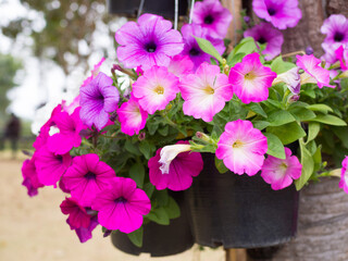 Beautiful pink flower in garden for background