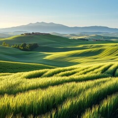 Obraz premium Panoramic green wheat fields