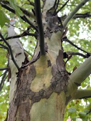 Platanus trunk closeup. Plane tree, or sycamore, bark and branches. Platan. Platanus acerifolia
